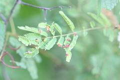Acacia ferruginea